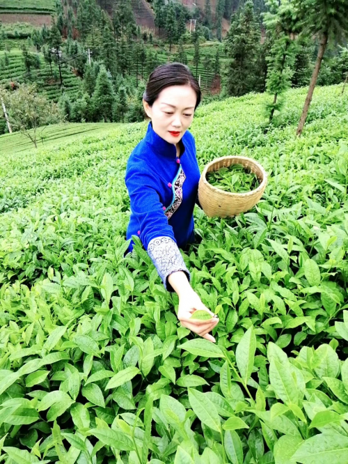 访贵州布依福娘茶业文化发展有限公司董事长晁忠琼