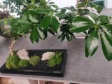 上海绿植花卉租赁怎么选？认准园中园花艺，打造高颜值生态空间