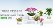 把森林搬进办公室——上海园中园花艺绿化，让您的办公空间“活”